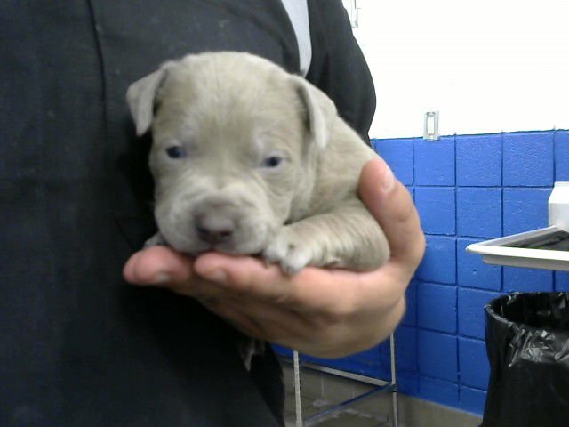 BIRDIE - American Pit Bull Terrier available for adoption