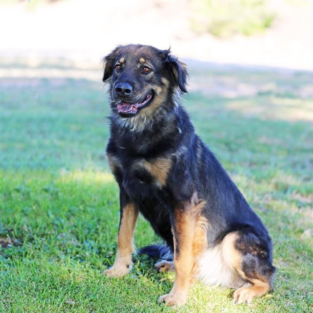 KAYKO Image