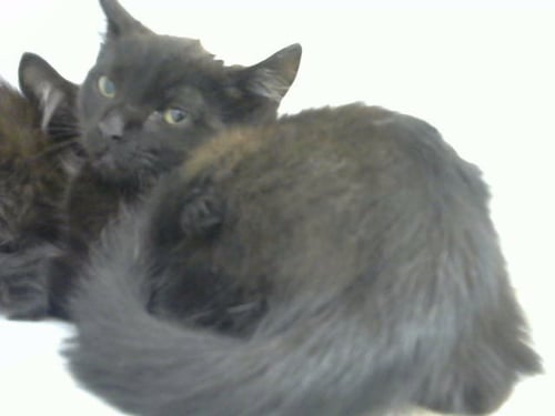 JET - Domestic Medium Hair for adoption in Albuquerque