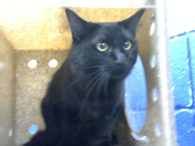 RAVEN - Domestic Long Hair available for adoption