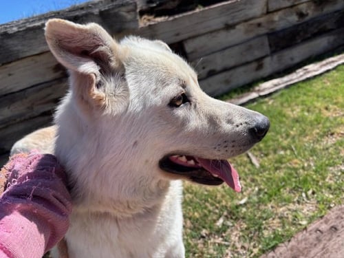 KNOX - German Shepherd Dog available for adoption
