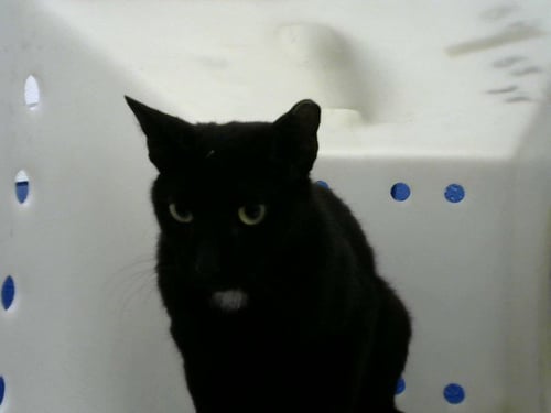 UBE - Domestic Short Hair available for adoption
