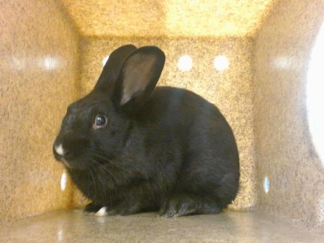 THUMPER - Shorthaired Rabbit available for adoption