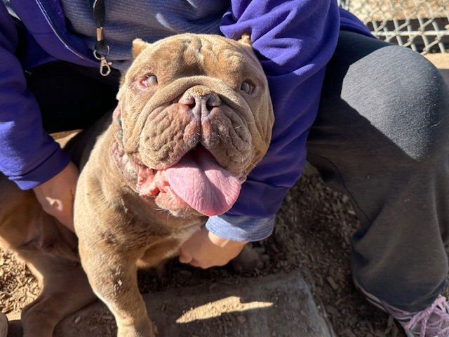 SESHUAN - English Bulldog available for adoption