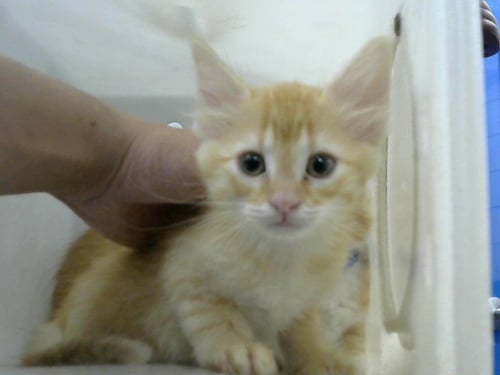 WATER - Domestic Short Hair available for adoption