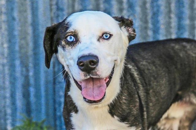 LANZO - Labrador Retriever available for adoption