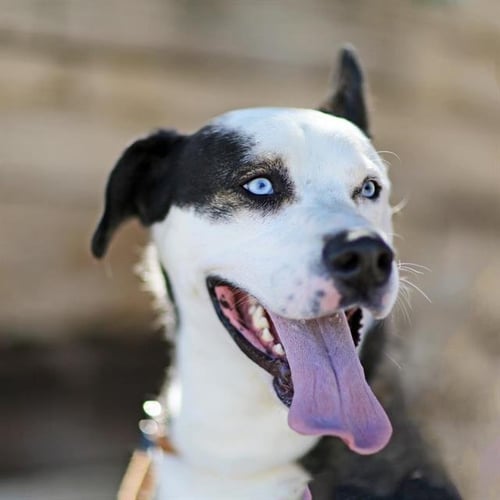 LANZO - Labrador Retriever for adoption in Albuquerque