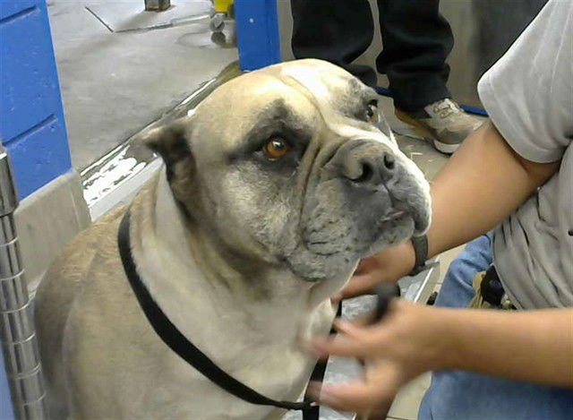 TRUFFLES - English Bulldog / Pit Bull Terrier available for adoption