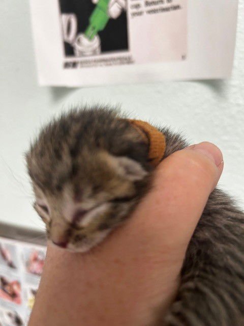 WREN - Domestic Short Hair available for adoption