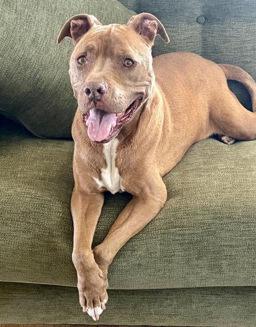 ROSIE - American Pit Bull Terrier available for adoption