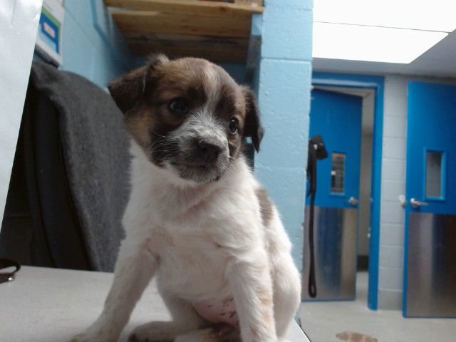 STACIE - Australian Cattle Dog/Blue Heeler available for adoption