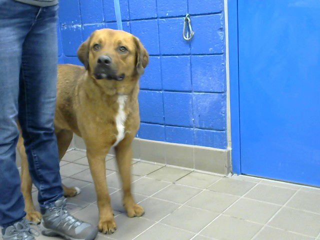 CLIFFORD - Rottweiler available for adoption