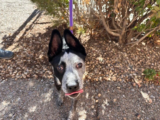BATMAN - Australian Cattle Dog/Blue Heeler available for adoption