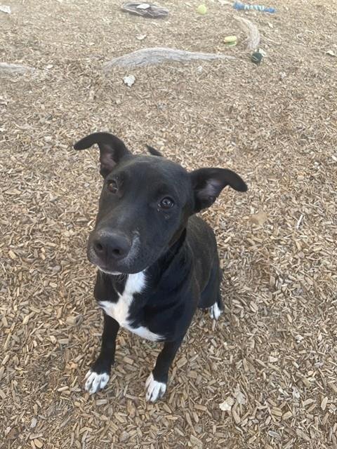 TULA - Pointer available for adoption