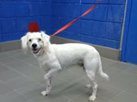 SNOW BALL - Photo 1