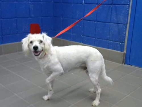 SNOW BALL - Poodle (Miniature) available for adoption
