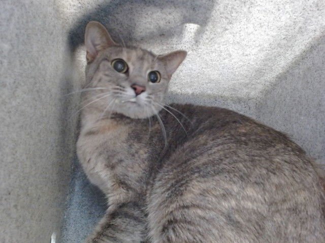 ANGALEEK - Domestic Short Hair available for adoption