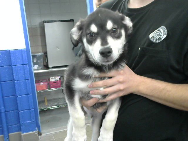 DEXTER - Husky available for adoption