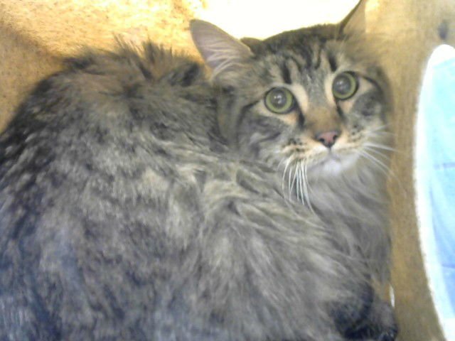 TIGER - Domestic Long Hair available for adoption