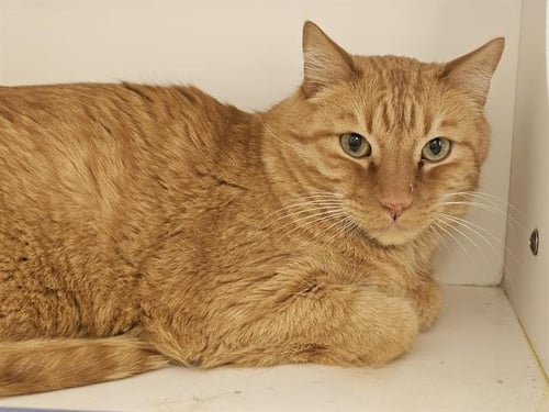 EDDIE - Domestic Short Hair available for adoption