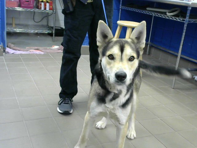 COPPER - German Shepherd Dog available for adoption