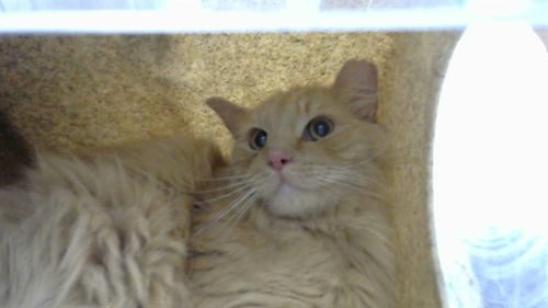 BATTLE BEAST - Domestic Long Hair available for adoption