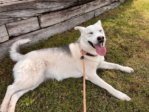 ECHO - Husky available for adoption
