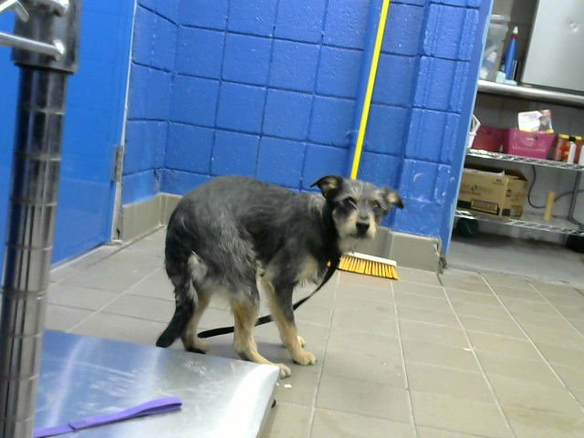 BOB - Australian Cattle Dog/Blue Heeler / Miniature Schnauzer available for adoption