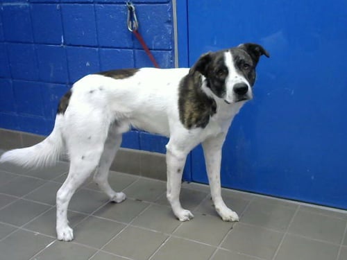 BONO - Anatolian Shepherd available for adoption