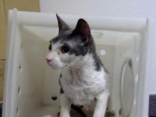 FEYO / REX - Domestic Short Hair available for adoption