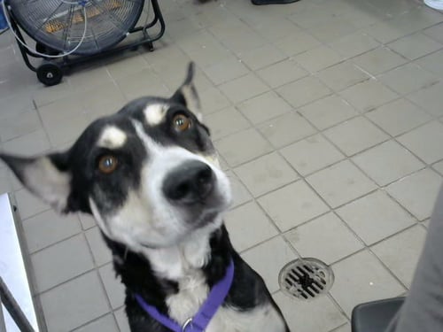 BELLA - Husky available for adoption