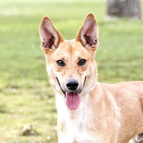 HERCULES - Australian Cattle Dog/Blue Heeler available for adoption