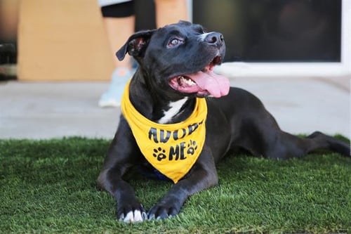 BILLIE - Boxer available for adoption
