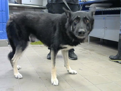 BEJORN - German Shepherd Dog available for adoption