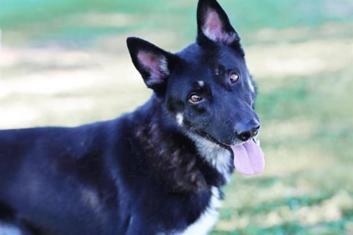 BEJORN - German Shepherd Dog available for adoption