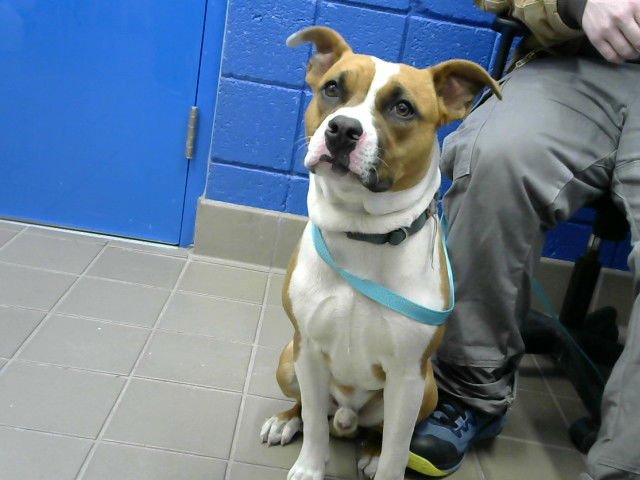 ZUNI - American Pit Bull Terrier available for adoption