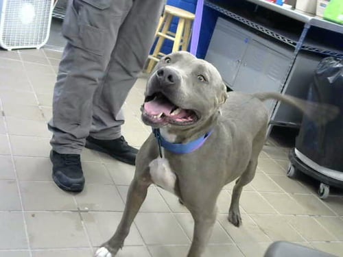 MEAT-BALL - American Pit Bull Terrier available for adoption