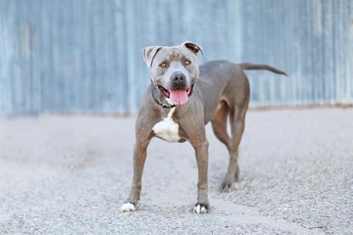 MEAT-BALL - American Pit Bull Terrier available for adoption