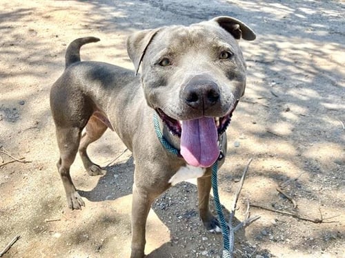 MEAT-BALL - American Pit Bull Terrier available for adoption