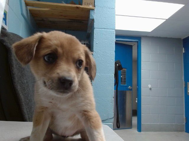 SKIPPER - Australian Cattle Dog/Blue Heeler available for adoption