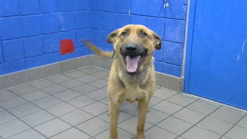 SPOOKY - German Shepherd Dog available for adoption