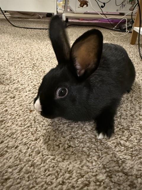 ROKU Image