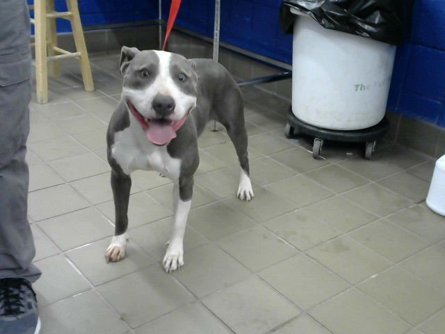 CAROL - Pit Bull Terrier available for adoption