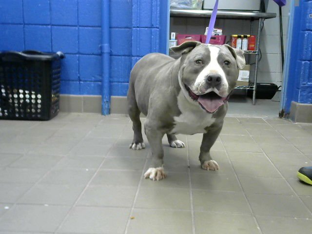 KONG - Pit Bull Terrier available for adoption