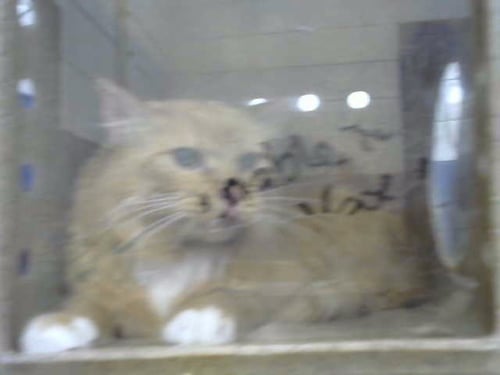 KLAUS - Domestic Short Hair available for adoption