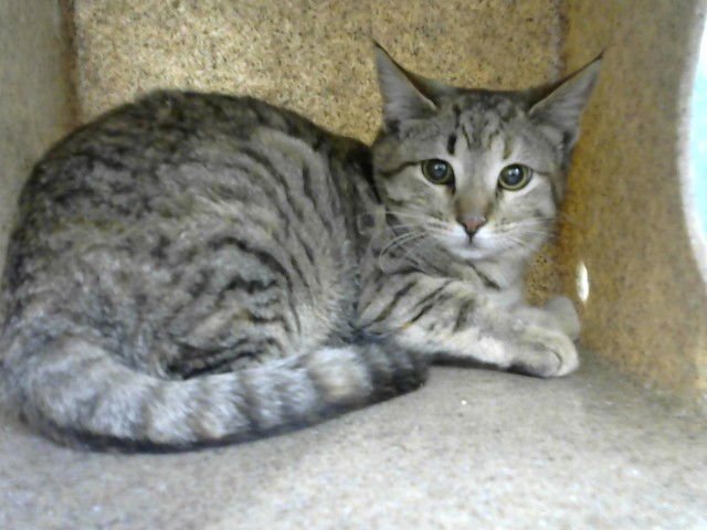 CRISTA - Domestic Short Hair available for adoption