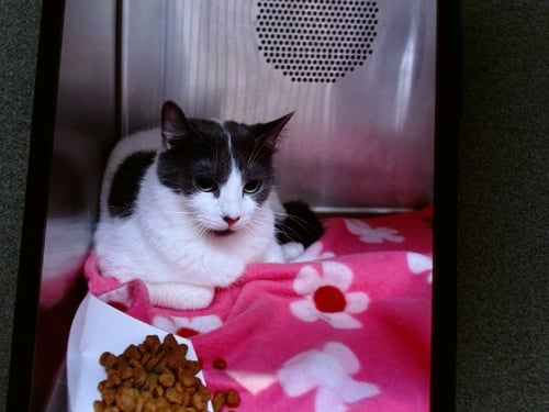 UNO - Domestic Short Hair available for adoption