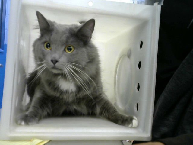 BOBLIN - Domestic Medium Hair available for adoption