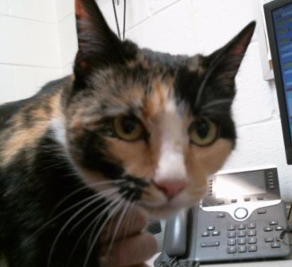 CINDY - Domestic Short Hair available for adoption