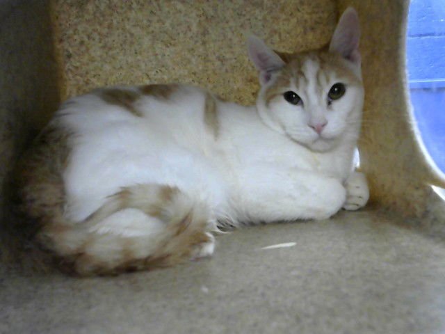 RICO - Domestic Short Hair available for adoption